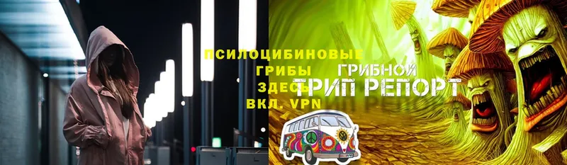 ОМГ ОМГ рабочий сайт  где продают наркотики  Кологрив  Галлюциногенные грибы Psilocybine cubensis 